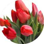 Alfan – Altri Mercati, fiori Alfan - Altri Mercati, fiori